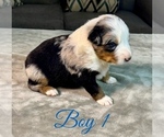 Small #5 Australian Shepherd