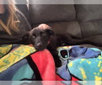 Small #3 Labrador Retriever Mix