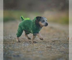 Medium Australian Cattle Dog