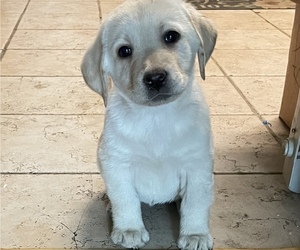 Labrador Retriever Puppy for Sale in RENO, Nevada USA