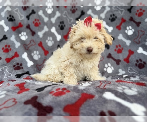 Medium Photo #1 Havapoo Puppy For Sale in LAKELAND, FL, USA