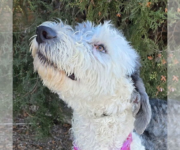 Medium Photo #1 Old English Sheepdog Puppy For Sale in Albuquerque, NM, USA