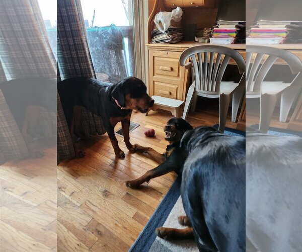 Medium Photo #2 Rottweiler Puppy For Sale in Mills, WY, USA