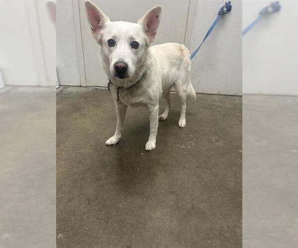 Medium Photo #1 Siberian Husky Puppy For Sale in Rosenberg, TX, USA