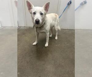 Siberian Husky Dogs for adoption in Rosenberg, TX, USA