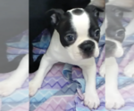 Puppy Shad Boston Terrier