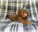 Small #6 Goldendoodle (Miniature)