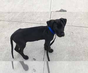 Great Dane Puppy for sale in ADDISON, TX, USA