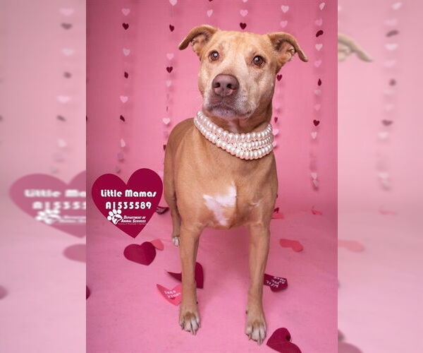 Medium Photo #3 Mutt Puppy For Sale in Riverside, CA, USA