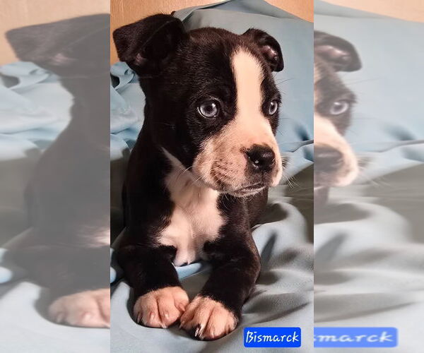 Medium Photo #2 Boston Terrier-Unknown Mix Puppy For Sale in Alexander, AR, USA
