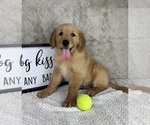Small #5 Golden Retriever