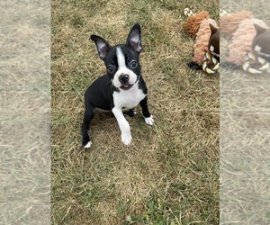 Boston Terrier Puppy for sale in FLORENCE, KY, USA