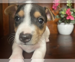 Rat Terrier Puppy for Sale in WHITAKERS, North Carolina USA