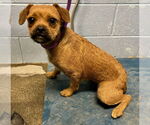 Small Pug Mix