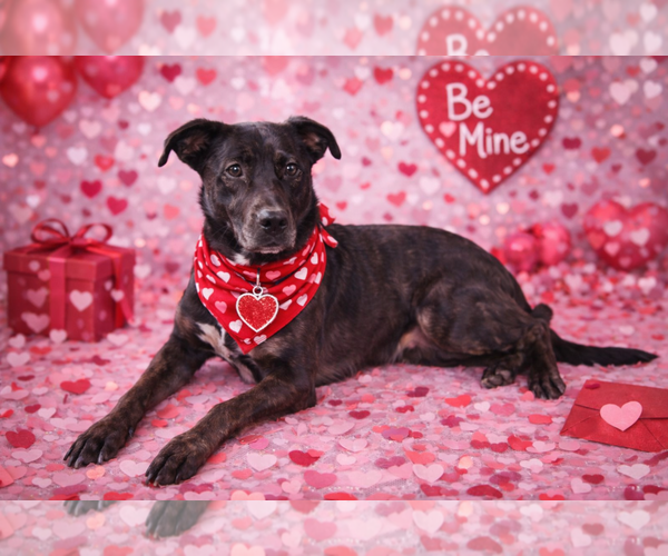 Medium Photo #4 Labrador Retriever-Unknown Mix Puppy For Sale in Garner, NC, USA