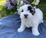 Small #2 Coton de Tulear