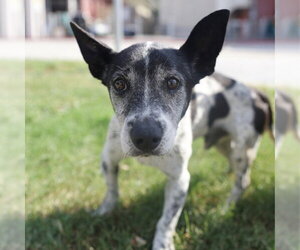 Mutt Dogs for adoption in San Antonio, TX, USA