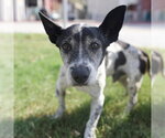 GHOST - Male Mutt Dog for Adoption - Small photo
