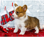 Small Photo #41 Cardigan Welsh Corgi Puppy For Sale in WAKARUSA, IN, USA