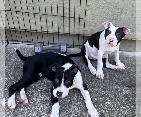 Medium Photo #4 American Pit Bull Terrier-Unknown Mix Puppy For Sale in Berkeley, CA, USA