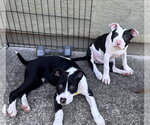 Small #3 American Pit Bull Terrier Mix