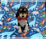 Image preview for Ad Listing. Nickname: Tigger