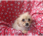 Small #3 Cavachon
