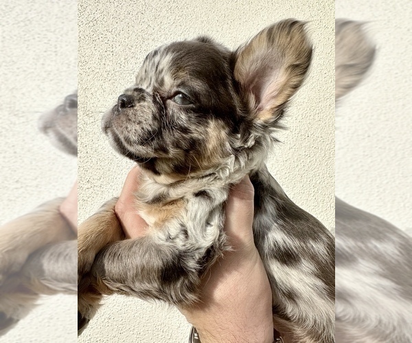 Medium Photo #8 French Bulldog Puppy For Sale in LEANDER, TX, USA