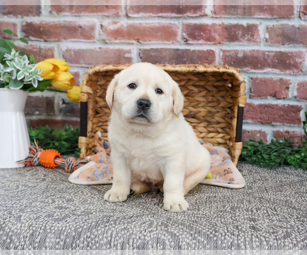 Medium Photo #20 Labrador Retriever Puppy For Sale in SYRACUSE, IN, USA