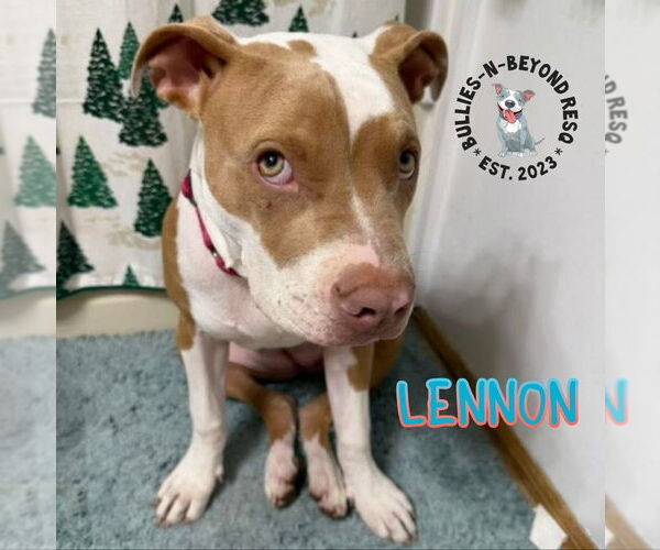 Medium Photo #2 Staffordshire Bull Terrier-Unknown Mix Puppy For Sale in Omaha, NE, USA