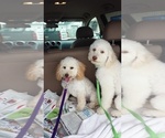 Small Photo #1 Goldendoodle-Poodle (Miniature) Mix Puppy For Sale in NORTH LIBERTY, IN, USA