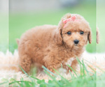 Small Photo #39 Maltipoo (Miniature) Puppy For Sale in WARSAW, IN, USA