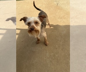 Yorkshire Terrier Puppy for sale in WINSTON SALEM, NC, USA