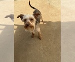 Image preview for Ad Listing. Nickname: Brownie Yorkie