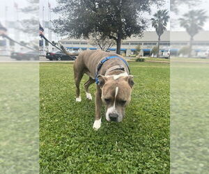 American Pit Bull Terrier Dogs for adoption in Alameda, CA, USA