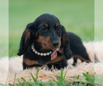 Puppy Dee Dee Dachshund