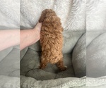 Small #5 Poodle (Toy)