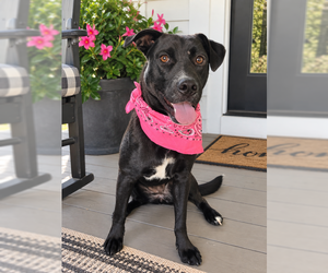 Borador Dogs for adoption in Mt. Laurel, NJ, USA
