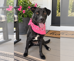 Border Collie mix , female - Female Borador Dog for Adoption - Small photo