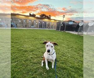 Mutt Dogs for adoption in Camarillo, CA, USA