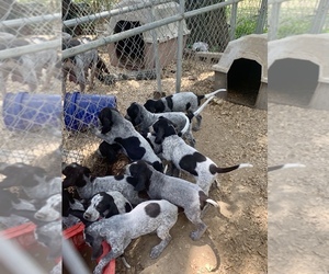 Bluetick Coonhound Puppy for sale in BON AQUA, TN, USA