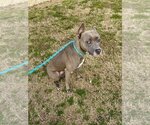 Small Photo #4 American Pit Bull Terrier Puppy For Sale in Glen Allen, VA, USA