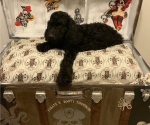 Goldendoodle-Schnoodle (Giant) Mix Puppy for sale in HUDSON, FL, USA
