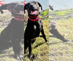 Small #9 Labrador Retriever Mix