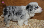 Small Photo #10 Border Collie Puppy For Sale in WHITE SALMON, WA, USA