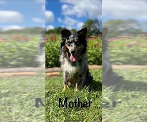 Mother of the Miniature Australian Shepherd puppies born on 01/10/2025