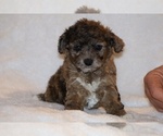 Small #1 Poodle (Toy)