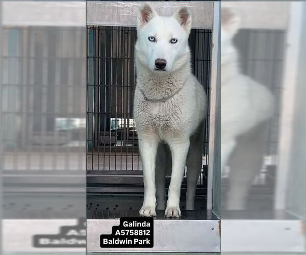 Medium Photo #1 Siberian Husky Puppy For Sale in Pasadena, CA, USA