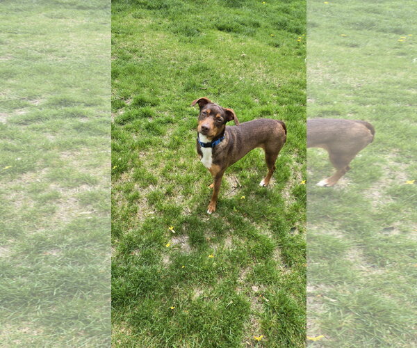 Medium Photo #10 Australian Kelpie-Miniature Pinscher Mix Puppy For Sale in Rockaway, NJ, USA