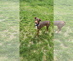Small #9 Australian Kelpie-Miniature Pinscher Mix